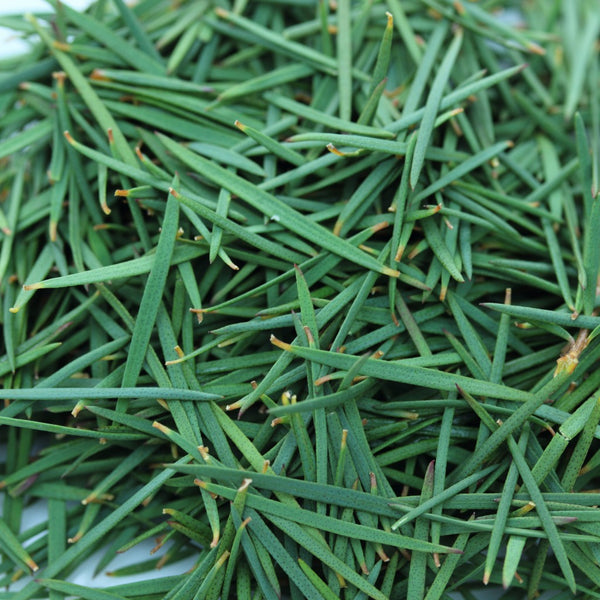 Tea Tree Oil for Skin & Hair Care